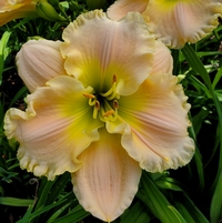 BROWNS FERRY GARDENS... The Daylilies Of Charles DOUGLAS