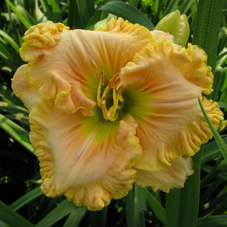 BROWNS FERRY GARDENS... The Daylilies Of Charles Douglas